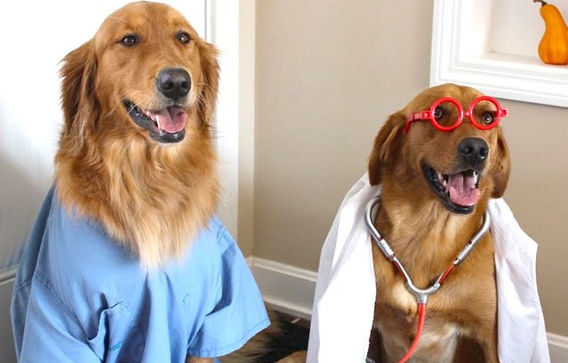 Conheça os cães doutores. Eles percebem doenças só pelo cheiro